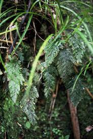 Image result for Abrodictyum