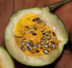 Image result for Voacanga