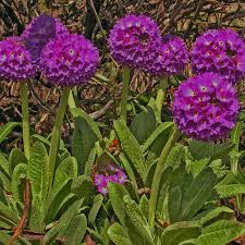 See more ideas about planting flowers, primrose, flower garden. Bright Color And Edible Petals Distinguish The Primrose Flower A Cottage Garden Staple Hgtv