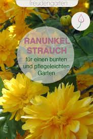 Ranunkelstrauch Pflanzen Und Pflegen In 2020 Ranunkelstrauch Pflanzen Pflegeleichte Pflanzen