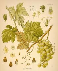 Image result for Vitis vinifera