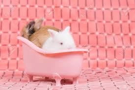 If you want to give your newborn a bath before her umbilical cord stump falls off, make it a sponge bath. Adorable Young Baby Rabbit In Pink Bath Tub As Taking A Bath On Pink Cloth As Background 3 Weeks Old Little Fluffy Bunny Stock Photo Picture And Royalty Free Image Image 93435455