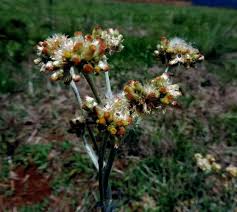 Image result for Gnaphalium purpureum