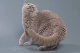 britanskaya lilovaya koshka akasha geneticheski tikirovannogo okrasa koshki