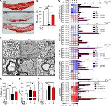 Franziska van lengerich senior people & talent manager/ stellv. Inhibition Of Neutral Sphingomyelinase 2 Promotes Remyelination Science Advances