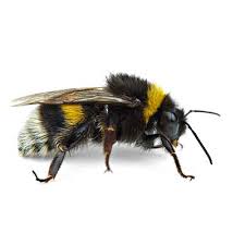 .bugs, carpenter ants, carpenter bees cockroaches, fleas flies,hornets ,mosquitoes ,rodents, spiders ,stink bugs, termites ticks ,wasps, yellow jackets home exterminators provide pest control for the entire puget sound area: Types Of Bees Wasps And Hornets In The Las Vegas Area