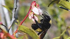 Also, sometimes the flower is not making the appropriate have you tasted the best raw florida honey… try some of paul allison's raw florida honey! Promote Better Pollination In Southern Highbush Blueberries Growing Produce