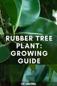 Rubber Plant Ficus Elastica Complete Care And Growing Guide Rubber Plant Rubber Tree Plant Trees To Plant