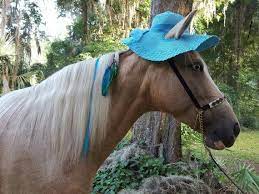 Turquoise Floppy Brim Hat For Horses Sun Hat For Horse Horse Costume Horse Costumes Horses Horse Brands