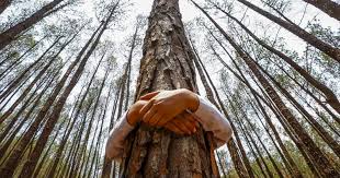 Vechii greci considerau timusul sursa energiei vitale, organul care armonizează corpul, sufletul şi spiritul, responsabil cu echilibrul emoţional, care influenţează major sănătatea organismului, neutralizează energiile negative din jurul nostru, creste capacitatea de empatie, de a iubi, de a ierta. Energiile Copacilor Te Pot Ajuta Sa Te Tratezi De Multe Boli Ei Pot Distruge Energiile Negative Si Te Pot Incarca Cu Energie Pozitiva
