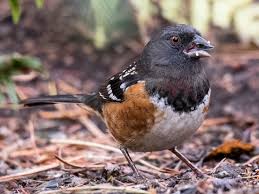 Their warm rufous flanks match the dry leaves they spend their time hopping around in. Spotted Towhee Ebird