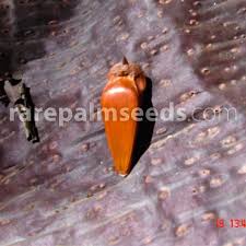 The species is dioecious (individual flowers are either male or female, but only. Araucaria Araucana X A Angustifolia F2 Buy Seeds At Rarepalmseeds Com