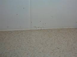 And canada, try to search for a guide specific to that region. Tiny Bugs In Kitchen