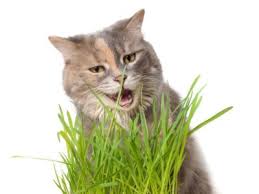 These perennials are tall sturdy plants that can grow to almost 10 feet tall (2 m.). How To Grow Cat Grass Planting Cat Grass In Containers