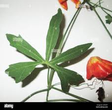 Image result for Trochomeria macrocarpa