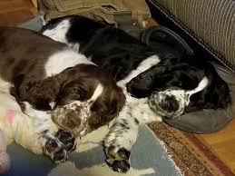 Clumber spaniel puppies for sale near decherd, tennessee, usa, page 1 (10 per page) puppyfinder.com is your source for finding an ideal clumber spaniel puppy for sale near decherd, tennessee, usa area. Spirit Hill Springers Springer Spaniel Clumber Spaniel Springer Spaniel Puppy