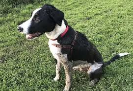 The german shorthaired pointer gets along well with children, but caution should be exercised with young children as the german shorthaired pointer is quite. 27 Beautiful Border Collie Mixes Find The Perfect Mix