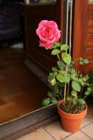 How To Grow And Care For Roses Hunker Growing Roses Rose Cuttings Rose Care
