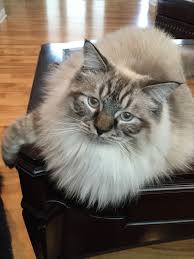 She had 4 kittens 3 males and 1 female. Chocolate Lynx Ragdoll Novocom Top