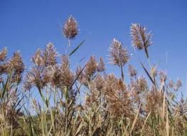 Image result for Phragmites australis