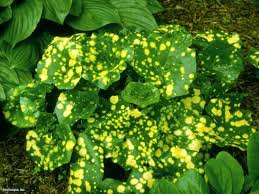 The plant will benefit from a lamb's ears is best planted at the front of a garden border because of its low growing habit. Giant Leopard Plant Hgtv