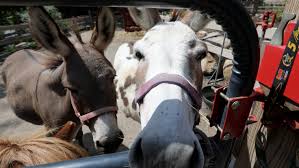We did not find results for: Abma S Farm Petting Zoo In Wyckoff Nj Burglarized Owner Says
