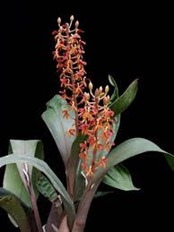 Image result for Liparis mulindana