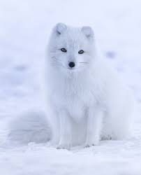 Olympic champion simone biles out of gymnastic team finals. Arctic Fox Wikipedia