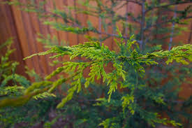 A ciprusfa levelestől ágastól kisangyalom hogy váljunk el egymástól úgy elválunk, kisangyalom, egymástól mint a csillag fényes ragyogásától cypress tree. Orokzold Fak Sovenykeriteskent Orokzoldek Diszkert