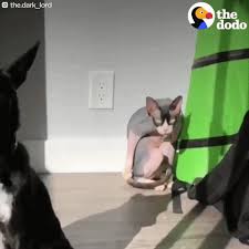 Sphynx do not develop as quickly as cats with hair. Getting To Know The Sphynx Cat Figo Pet Insurance