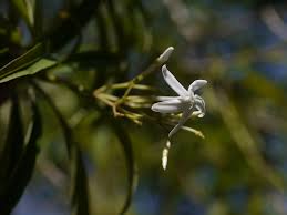 Image result for Alstonia venenata