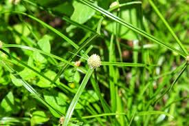 Image result for Kyllinga