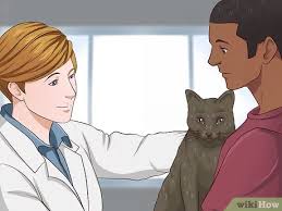 The drugs have an effect on their respiratory system which could potentially cause problems for pets in. 3 Ways To Sedate A Cat Wikihow