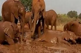 It seems like he wants to fit in the bathtub… let's see how his mother tries to help.this footage was filmed when baby elephant navann was 1 year old at elephant nature park. Watch Elephants Enjoy Bathing In Muddy Water Netizens Comment On Remarkable Pool Party