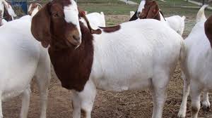 Namun pada artikel ini hanya beberapa jenis yang populer saja. Harga Kambing Semua Jenis Dan Umur Terbaru Mei 2021 Hargabulanini Com