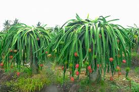 This will happen in the first or second year after planting. Hylocereus Undatus Dragon Fruit