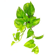 Image result for Epipremnum aureum