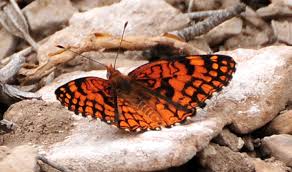 Image result for Sclerochiton obtusisepalus