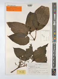 Image result for Ochthocharis dicellandroides