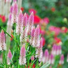 Pin On Flowers