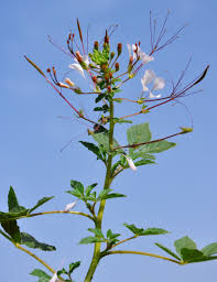 Image result for Maerua triphylla