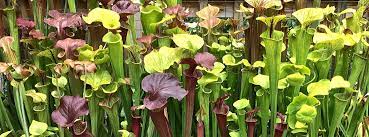 Consider growing american pitcher plants outdoors. Growing Sarracenia Icps