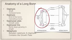 While their parts are similar in general, their structure has been adapted to differing functions. Long Bone Anatomy Youtube