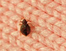 Find the best pest control software for your organization. Free Bed Bug Inspections Bed Bug Exterminator Near Me