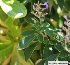 Image result for Vitex thyrsiflora