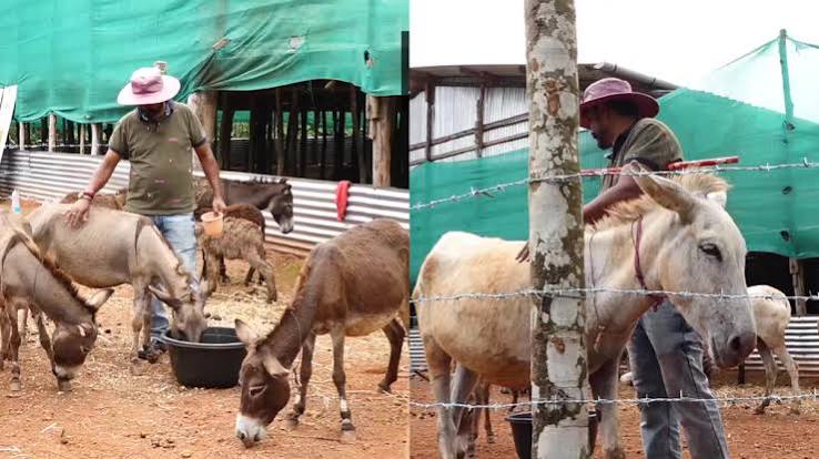 Karnataka man earns more than former IT job by selling donkey milk, gets order worth Rs 17 lakh - India TV News