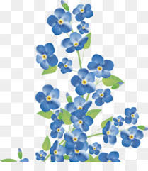 You can also click related recommendations to view more background images in our huge database. Forget Me Not Flowers Png And Forget Me Not Flowers Transparent Clipart Free Download Cleanpng Kisspng