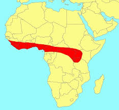 Image result for Ficus saussureana