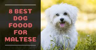 We all want the best for them, so when choosing a food for your maltie, it's important to scrutinize the ingredients and nutrients that go into the bag. 8 Best Dog Food For Maltese Review Nutrition Guide 2020 Best Dog Food Dog Food Recipes Maltese