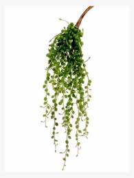 Watch the plant for signs of insect damage, especially on outdoor plants. String Of Pearls Png Free Hd String Of Pearls Transparent Image Pngkit